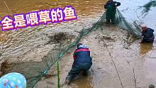 用草养出来的鱼就是好，3个收鱼老板抢要，一网下去鱼都沸腾了