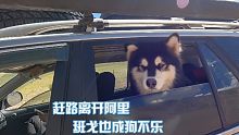 遇突发情况阿里行程中断，连夜赶路回县城，连狗都不开心了