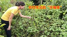 农村常见的“牙痛果”认识吗？果实外皮像小西瓜，拍给大家看看