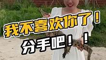 我不喜欢你了，分手吧小鳄鱼#鳄珍 
