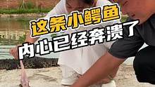 这条小鳄鱼内心已经奔溃了#鳄珍