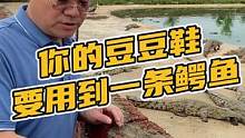 你的豆豆鞋要用到一条鳄鱼#鳄珍 