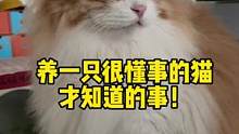 养一只懂事的猫才知道的事！#抖in萌宠计划 #记录猫咪日常