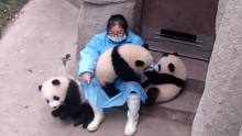 即使你是熊猫宝宝，不听话也要被打屁屁！