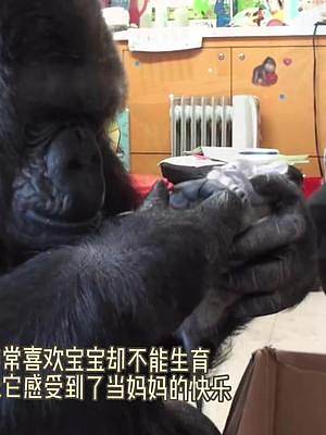 猩猩用手语告诉饲养员，自己的猫被撞离开了，它很难过！