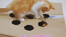 捡来的小橘猫爱挠主人，主人拿来自制的纸箱玩具给它挠，它乐坏了