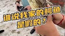 谁说我家的鳄鱼是假的，只是被卡住了，动不了#鳄珍 
