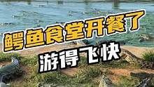鳄鱼食堂开餐了，游得飞快#鳄珍 