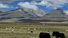 想去看牛羊成群的大草原了 还有那蓝蓝的天 白白的云……#中视频伙伴计划