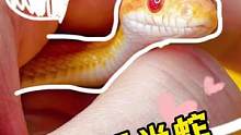 会撒娇的小蛇你喜欢嘛#爬宠 #养爬姑娘 #宠物蛇 #蛇 #玉米蛇