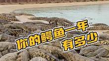 你的鳄鱼一年有多少可以做皮带的？#鳄珍