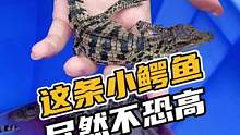 这条小鳄鱼居然不恐高#鳄珍