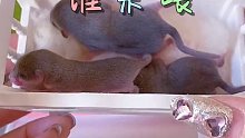 【幼鼠日记】第3集幼鼠吃什么，结尾有彩蛋！