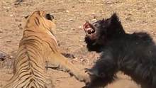老虎狩猎懒熊，但耐力不足被懒熊追着打，究竟谁能获胜？#动物世界 
