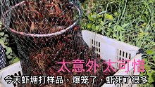 二季小龙虾精养打样品，小虾苗养40天有多大？收货很意外很可惜