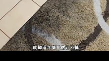 -洗地毯的快乐 洗地毯 情人节 解压 强迫症治愈系