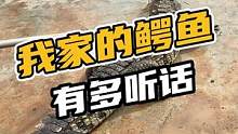 我家的鳄鱼有多听话#鳄珍 