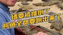 墙要被推到了，鳄鱼要全跑出来了#鳄珍 