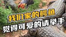 我们家的鳄鱼绝得可爱的请举手#鳄珍