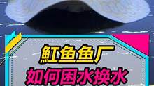 看了鱼厂专业换水操作，瞬间知道我为啥养不好魟鱼了！#鲲天下 #泉城魟鱼 