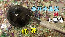 小黑球会开彩色水晶花，切开会是什么样的？