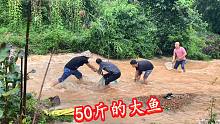 大雨过后，鱼塘裂出一个大口子，老乡说在水沟里捞到一条50斤大鱼