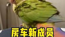 房车又添新成员：多多小鹦鹉，很聪明的小家伙#抖in萌宠计划 #今日份小可爱已上线 #萌宠出道计划