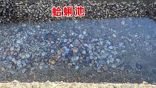 海浪把蛤蜊冲到池子里，密密麻麻像小石子一样，全家围着当饭吃