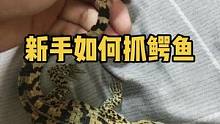 新手如何抓小鳄鱼#宠物 #鳄鱼养殖场 #萌宠 #科普 #小鳄鱼