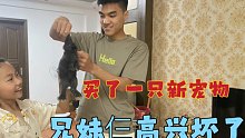 家里新添一只新成员，兄妹仨个高兴坏了，妹妹：我一定照顾好它！