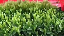 采茶叶现在都这么先进了吗？