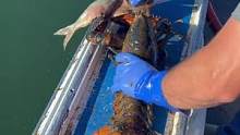 只有会产籽的波士顿龙虾尾部才会标记缺口，也是提醒下一位捕捞到它的渔民要放生“放龙入海”#波士顿龙虾 