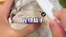 还是这种小巧的梳子好使！哪都可以梳，浮毛、眼角分泌物、打结毛发、黑下巴跳蚤，都很好解决！#萌宠好物 