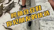 鳄鱼豆豆鞋你见朋友的优选#鳄鱼 