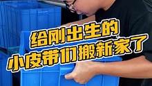 给刚出生的小皮带们搬家了#鳄珍 