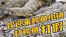 欢迎来鳄鱼小镇打鳄鱼打假#鳄珍 