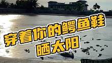 穿着你的鳄鱼鞋晒太阳#鳄珍 
