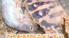来叔撞见螃蟹分食海鱼，近距离观看再一窝端掉，抓了十几只真高兴（下）