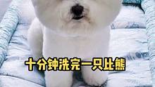 辣条两周洗一次澡，中间脏了就用宠物免洗手套擦洗，洗完又变成一只白净小比熊#比熊 #狗狗