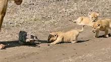 母狮捡到游客的相机包，引来小狮子好奇的围观!#动物世界 