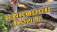 你的鳄鱼豆豆鞋有点凶哦！#鳄珍