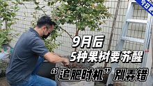 9月后，5种果树要“苏醒”，最佳追肥时机别错过了，来年硕果累累