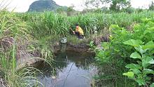 野钓：农村地头一个小深坑，小明用蚕虫做诱饵连连飞竿，看都过瘾