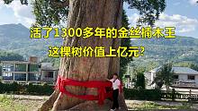 贵州山村有一棵1300多年的金丝楠木王，价值上亿元，是村里的镇村之宝