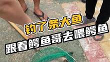 钓了条大鱼，鳄鱼哥带你喂鳄鱼去#鳄珍 