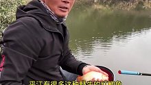 同一个小山塘，天气不同钓位不同，那么鱼口还会是上次的规律吗(九)