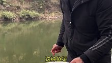 同一个小山塘，天气不同钓位不同，那么鱼口还会是上次的规律吗(十六)