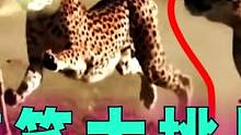 憋笑大挑战：猎物用技巧甩开金钱豹！
