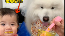 狗狗会想要吃宝宝的辅食吗？