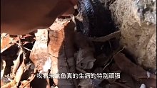 石灰泡清道夫完整版来了。
